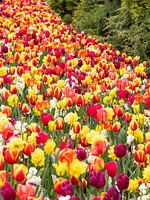 Colourful spectacle