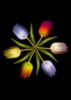 Tulips in a circle