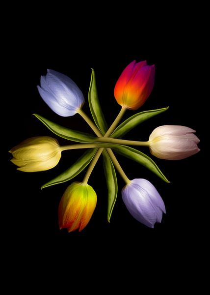 Tulips in a circle by Christiane Calmbacher