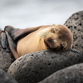 Vredig slapende zeeleeuw  op de Galápagos-archipel met de vinnen ontspannen over elkaar gevouwen van Lex van den Bosch