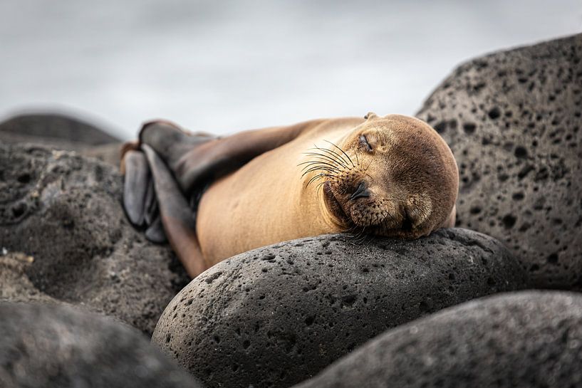 Peacefully sleeping sea lion on the Galapagos with its fins folded in a relaxed manner by Lex van den Bosch