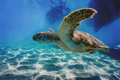 Schwerelos durch das Blau