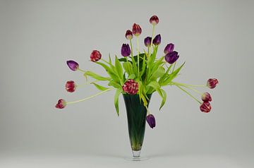 Tulipes sur Els Grootaers