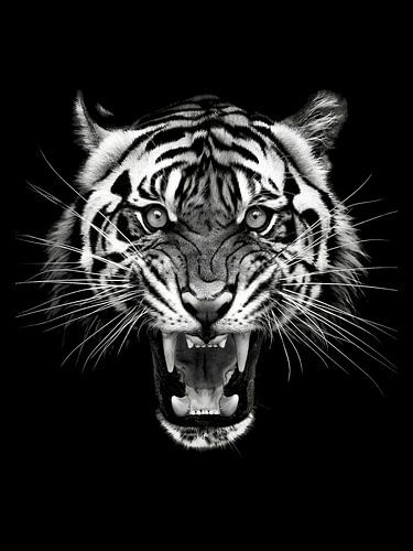 Tijger