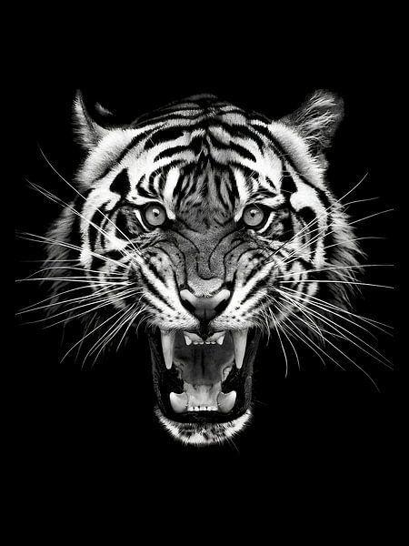 Tiger by Yoga Pranata