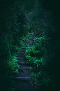 Treppe im Dschungel von Madeira