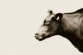 Cow by Christop.nl