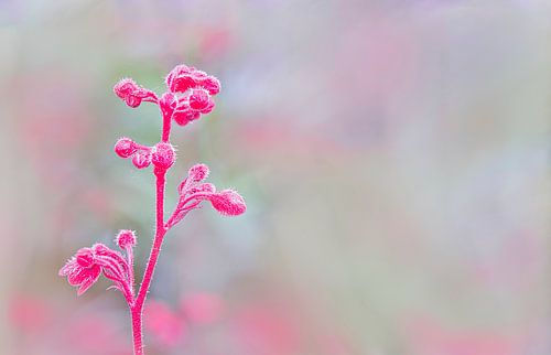 Purple bells in the bud by Rietje Bulthuis