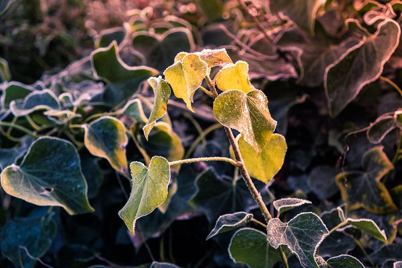De zon vangt een bevroren blad van de klimop. van Idema Media