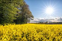 Bloeiende koolzaad in Schleswig-Holstein, D