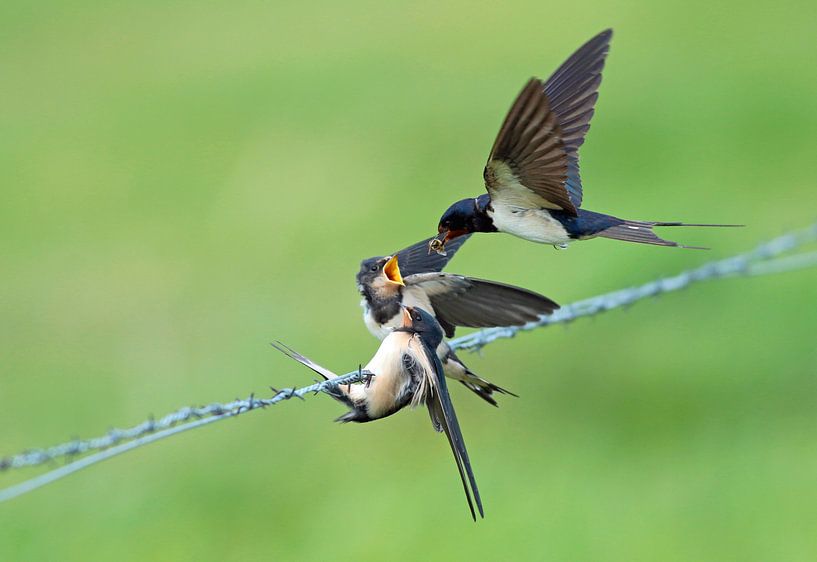 Fliegende Rauchschwalbe (Hirundo rustica) mit zwei Jungen von Beschermingswerk voor aan uw muur