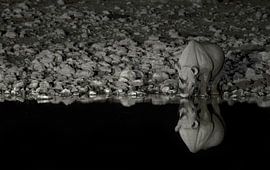 Trinkendes Nashorn von BL Photography