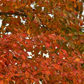 Feuilles d'automne rouges sur les arbres sur Jolanda de Jong-Jansen