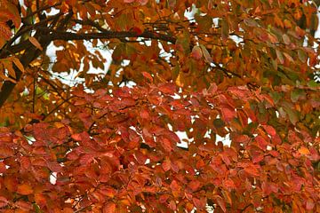 Feuilles d'automne rouges sur les arbres sur Jolanda de Jong-Jansen