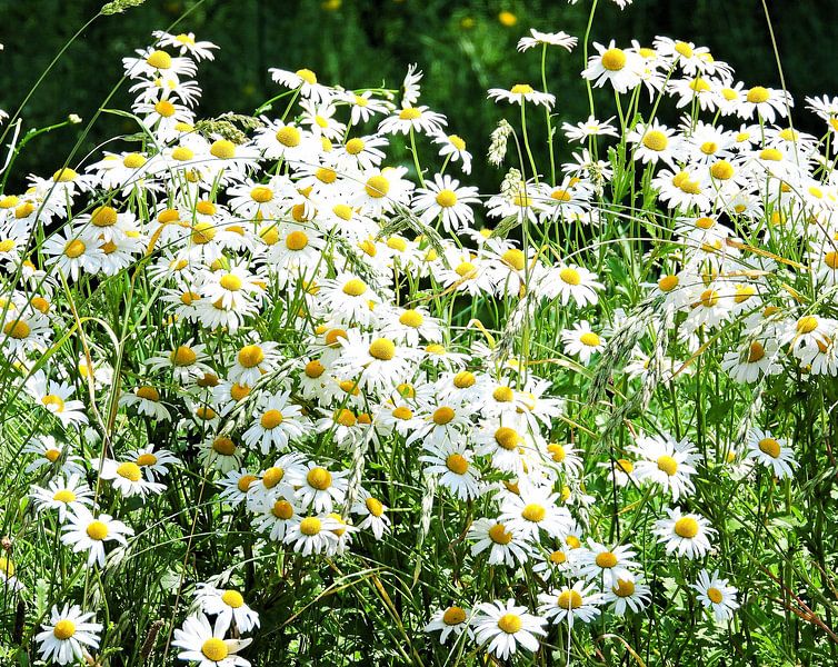Merry Margites in the field by Anja Oosterwaal Fine Art Fotografie