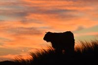 Hooglander silhouette