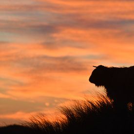 Hooglander silhouette van Evert-Jan Woudsma