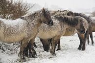 Konik paarden in de sneeuw van Dirk van Egmond thumbnail
