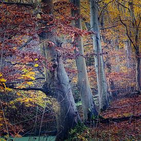 Dijkgatbos 1 by peterheinspictures
