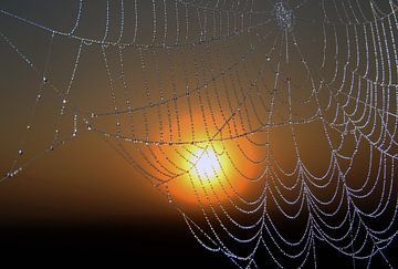 Spinnenweb met dauwdruppels bij zonsopkomst.
