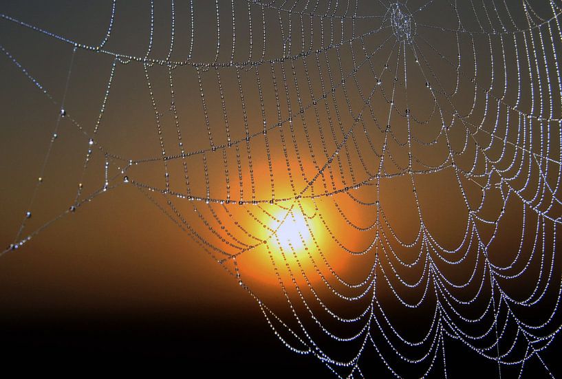 Spinnenweb met dauwdruppels bij zonsopkomst. von Luuk van der Lee