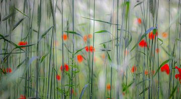 Mohnblumen in einem Weizenfeld von René van Leeuwen