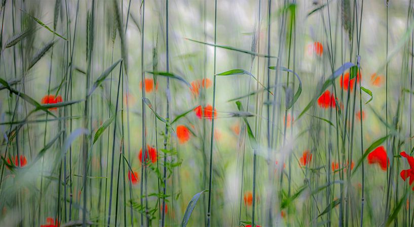Poppies in a wheat field by René van Leeuwen