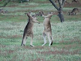 kangaroo von Elise Aaftink