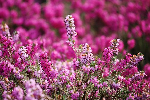 lente! ... roze, rozer, rozest V