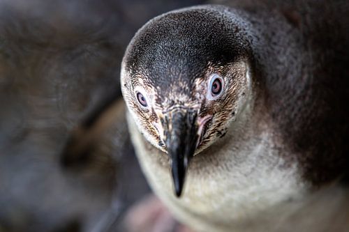 Oog in oog met de pinguïn