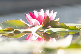 Water lily in Hengelo