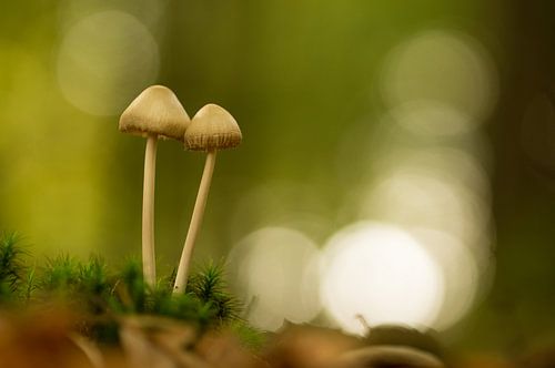 Gezellig samen sur Be-eR fotografeert