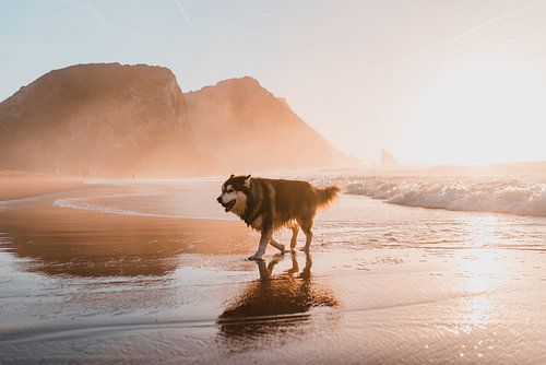 Husky tijdens de zonsondergang