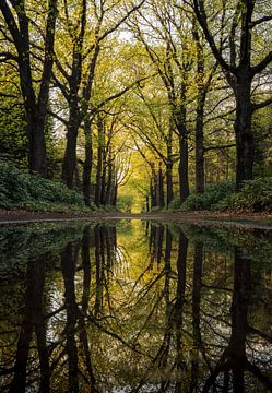 Reflected trees van Nick Boerkamp