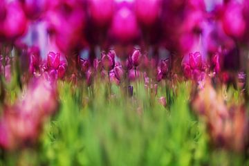 Blumenzwiebelfelder von Henk Leijen