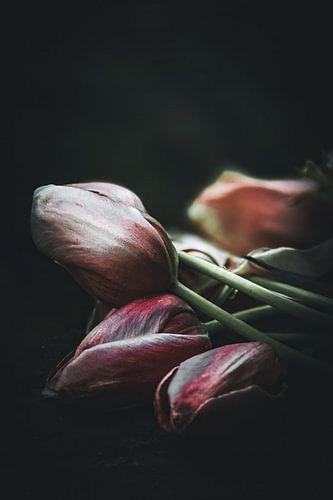 Vervagende Glorie, Fijne Kunst Tulp Stilleven van Erwin Floor