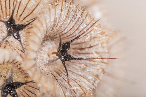 Natuurlijk wonen: Een klein stukje van gedroogde Scabiosa