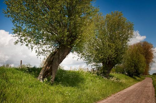 Knotwilgendijkje Zeeuws-Vlaanderen