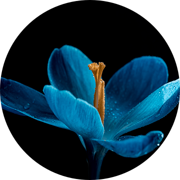 Bloemenkunst, een blauw stilleven in het voorjaar van Jolanda de Jong-Jansen