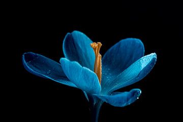 Blumenkunst, blauer Touch im Frühling von Jolanda de Jong-Jansen