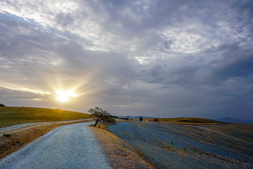 Einsamer Baum im Val d&#039;Orcia, Toskana von Jos van den Berg