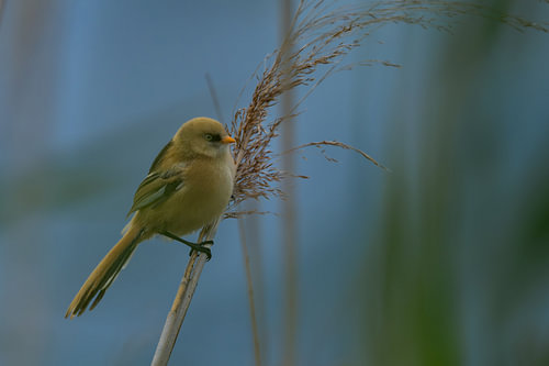 Male bearded reedling perched on a reed bed branch
