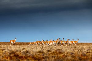 Guanaco kudde op de pampa in Patagonië van Chris Stenger