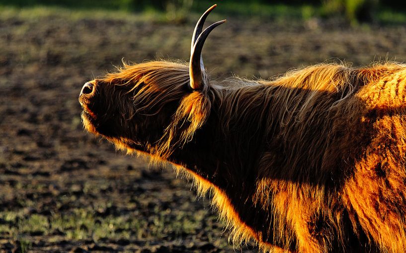 Scottish Highlander says moo by Atelier Liesjes