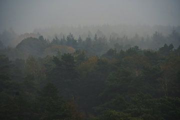 Mysterieus bos in de mist van Joran Quinten