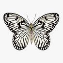 Schmetterling schwarz-weiß von Jole Art (Annejole Jacobs - de Jongh) Miniaturansicht