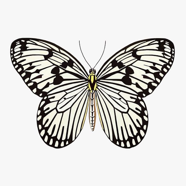 Butterfly black and white by Jole Art