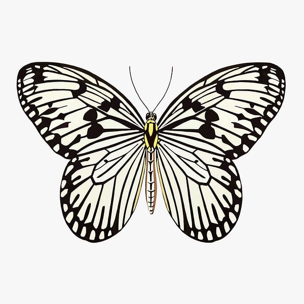 Kalmte Luxe aspect Vlinder zwart-wit van Jole Art (Annejole Jacobs - de Jongh) op canvas,  behang en meer
