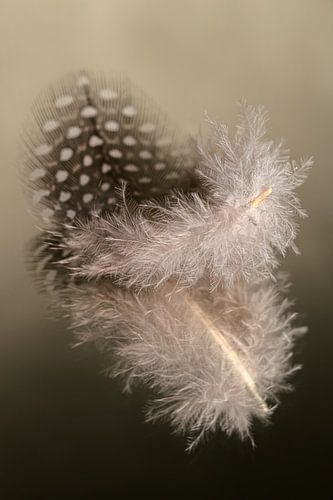 Bruintinten van een pluizig veertje van een Parelhoen
