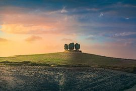 Cypress grove in the Colline Pisane, Tuscany by Stefano Orazzini